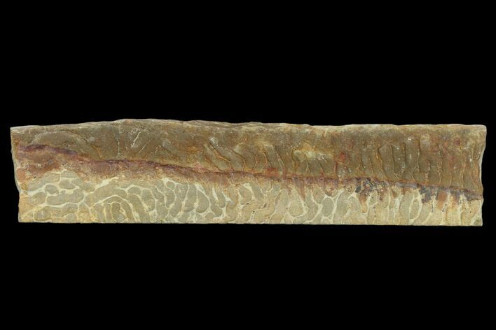 Pennsylvanian, Fossil Microbial Mat - Oklahoma #114070